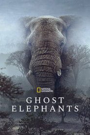 Sny o słoniach Cały Film (2026) Online - Gdzie Obejrzeć