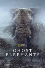 Sny o słoniach Cały Film (2026) Online - Gdzie Obejrzeć