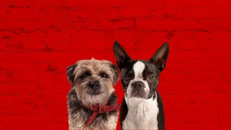 Spuszczone ze smyczy Cały Film (2023) Online - Gdzie Obejrzeć