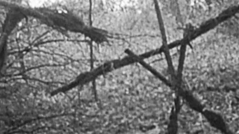 Blair Witch Project Cały Film (1999) Online - Gdzie Obejrzeć
