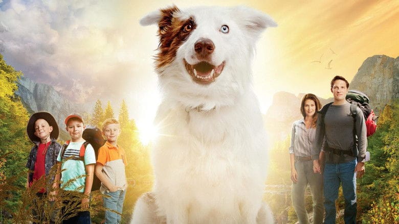 The Stray Cały Film (2017) Online - Gdzie Obejrzeć